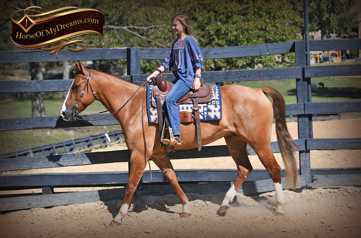 002-Flint-AQHA-Red-Dun-Gelding-For-Sale | Horse of My Dreams