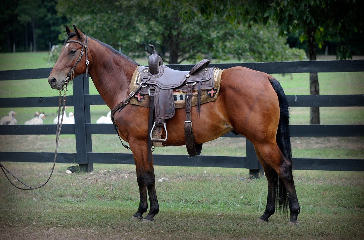 Smart Hickorycolonel | Horse of My Dreams