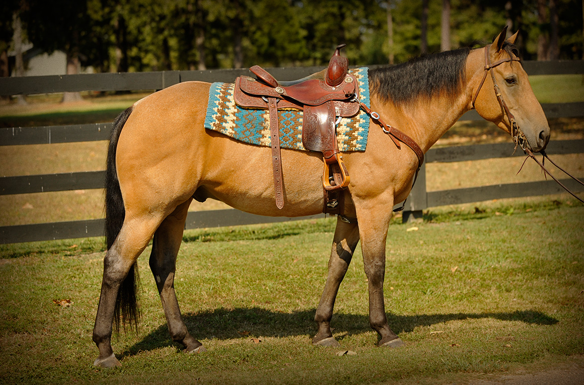 Buckskin Quarter Horse For Sale California Buckskin Quarter Horse