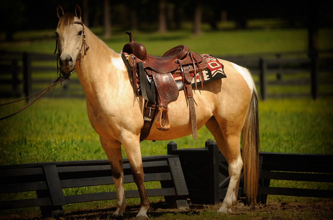 019MattieAPHABuckskinTobianoForSale Horse of My Dreams