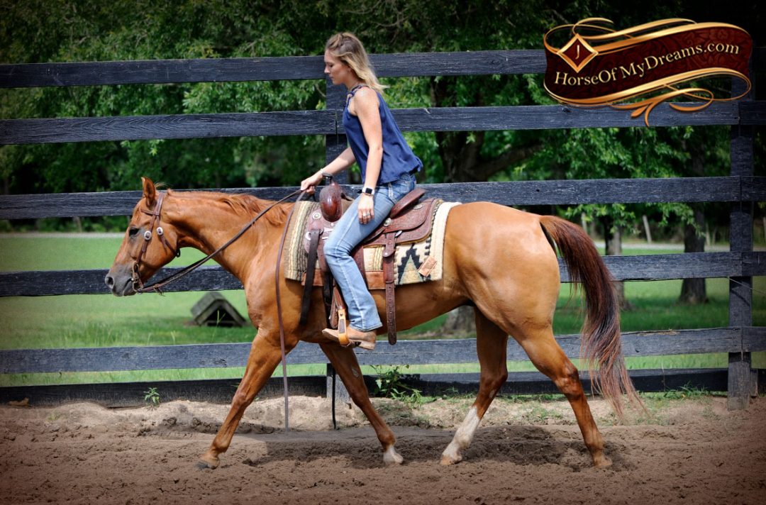 003-Timber-AQHA-Chestnut-Gelding-For-Sale | Horse of My Dreams