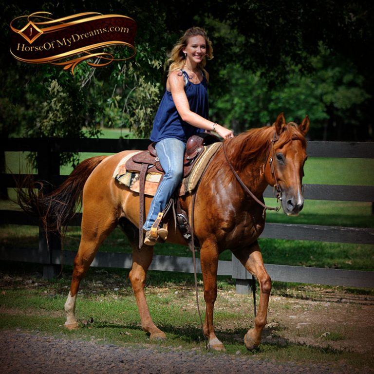 018-Timber-AQHA-Chestnut-Gelding-For-Sale | Horse of My Dreams