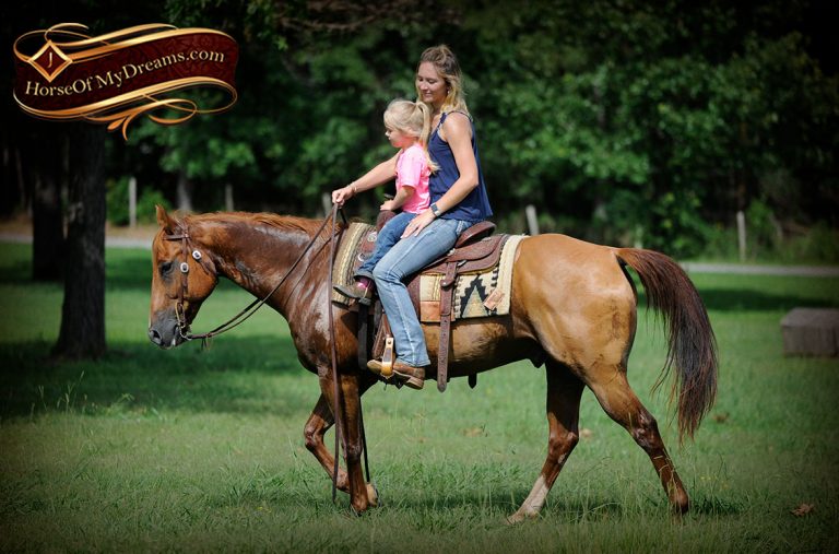 022 Timber Aqha Chestnut Gelding For Sale Horse Of My Dreams