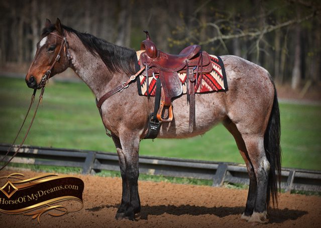 levi on horse figure