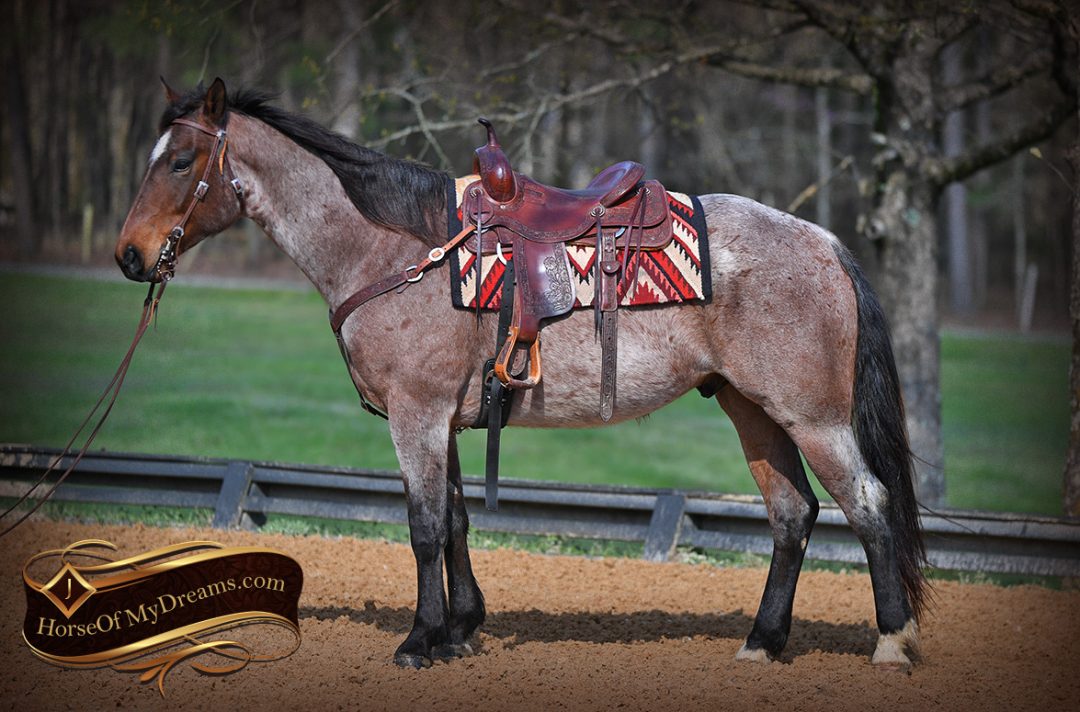 003LeviBayRoanQuarterHorseForSale Horse of My Dreams