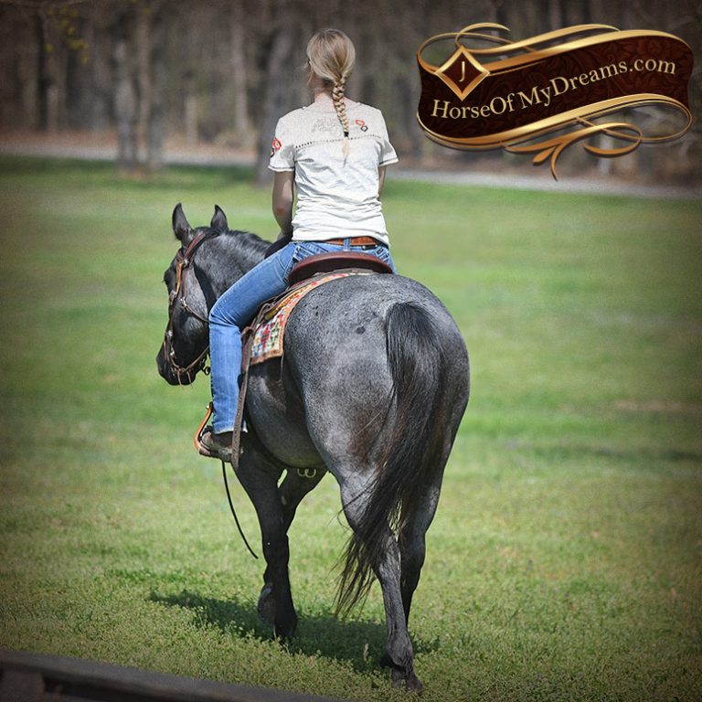 009-Barron-Blue-Roan-Quarter-Horse-Gelding-For-Sale | Horse of My Dreams