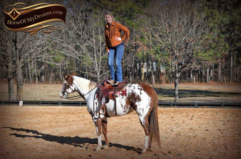 014-Ellie-Sorrel-Overo-Mounted-Shootin-Mare-Paint-For-Sale | Horse of ...