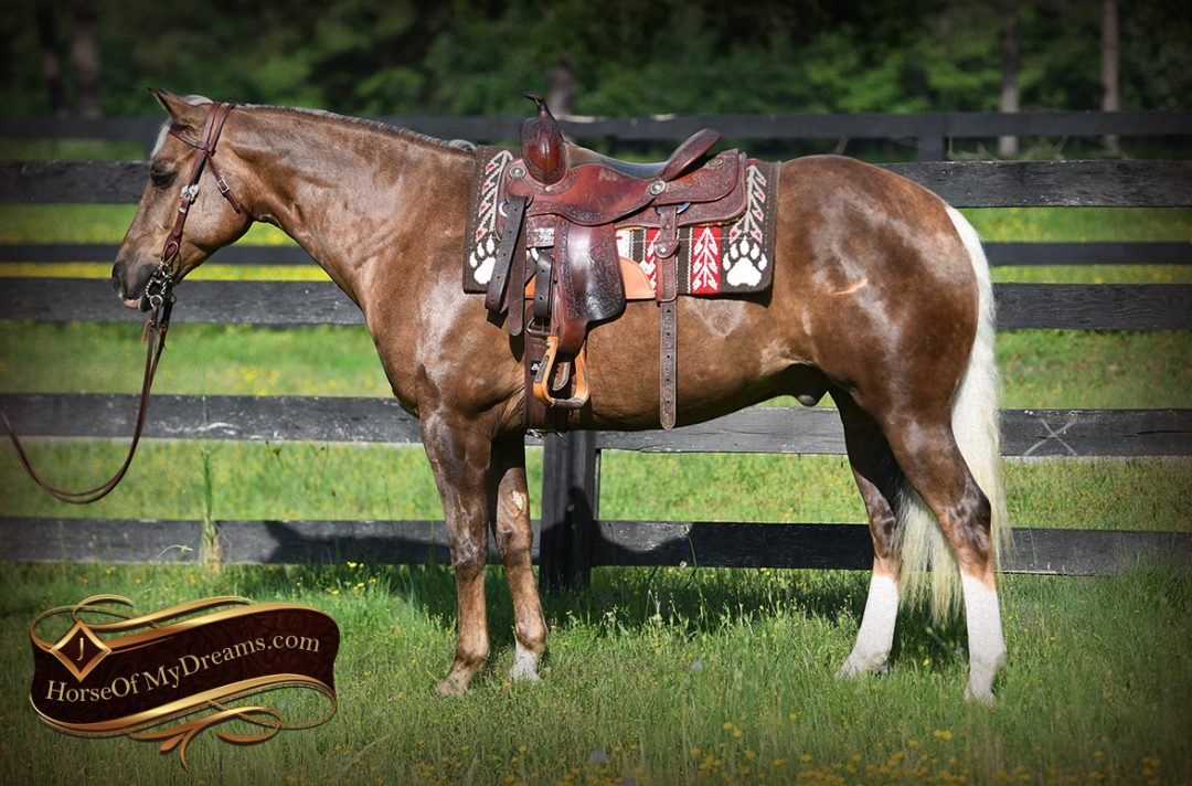 001LeoAQHAChocolatePalominoQuarterHorseGeldingForSale Horse