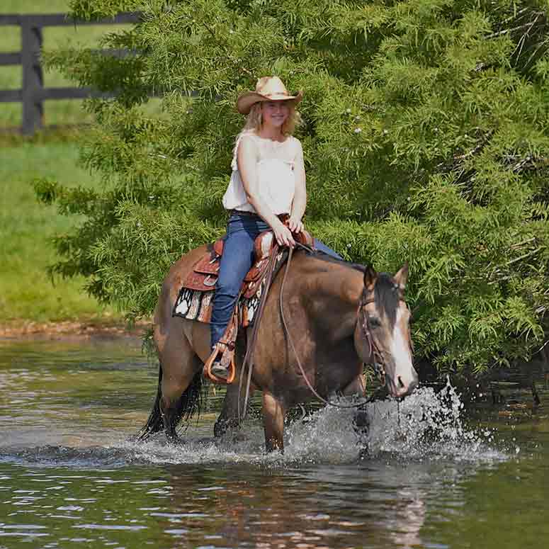 Western Horses for Sale | Horse of My Dreams